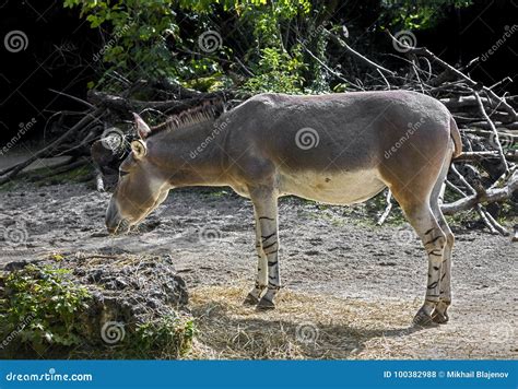 African wild donkey 11 stock photo. Image of population - 100382988