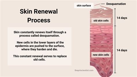 What Is An Exfoliator – Benefits & How To Choose One - The Princientist