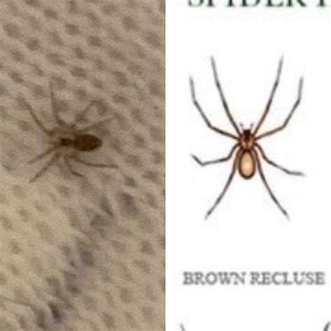 Is this a baby brown recluse spider? So small like the size of an ant ...