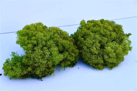 How To Make Moss Wall Art
