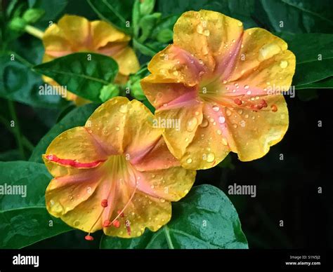 Four O'clock flowers covered with rain drops, Mirabilis jalapa Stock ...