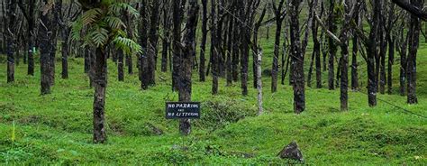 Top Kodagu Delicacies You Can't Miss | Savor Now - 2025 (Updated)