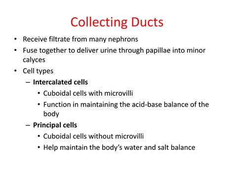 Functional anatomy of glomerulus and tubules | PPTX