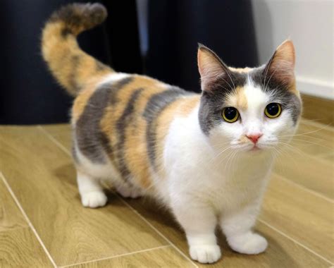 Munchkin | Munchkin cat, Munchkin kitten, Munchkin kittens for sale