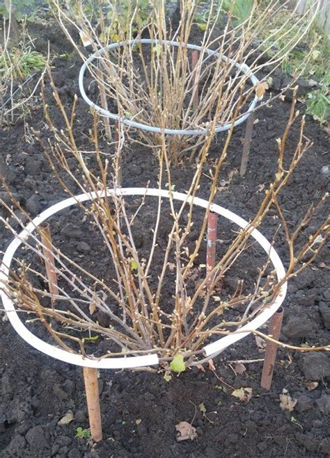 How to Trim Raspberry Bushes in Spring 的图像结果