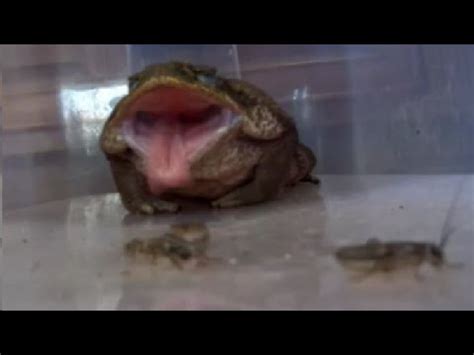 Image result for Toad Eating Raven