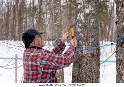 Tapping a Maple Tree 的图像结果