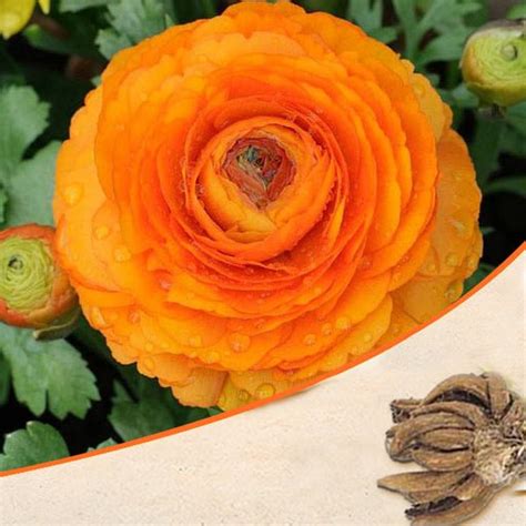 Buy Ranunculus Flower Bulbs online from Nurserylive at lowest price.