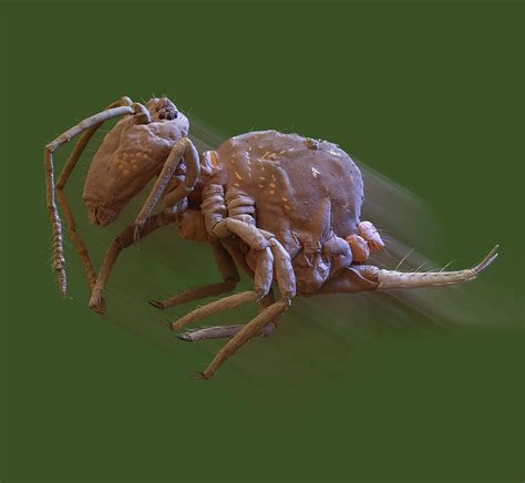 Image result for Springtail Jump