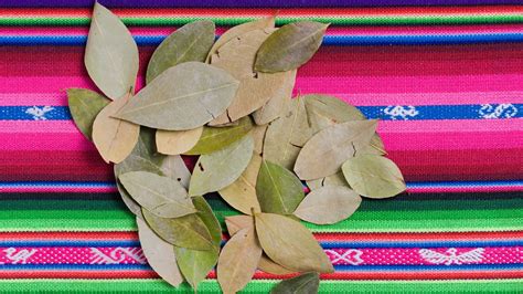 Coca Leaves for Altitude Sickness | Peru Hikers