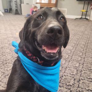 Good Dog II- Intermediate Level, Cosmic K-9, Canton, 7 April 2025 ...