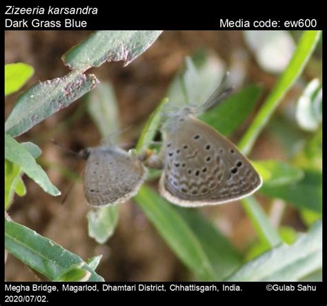 Zizeeria karsandra | Butterfly