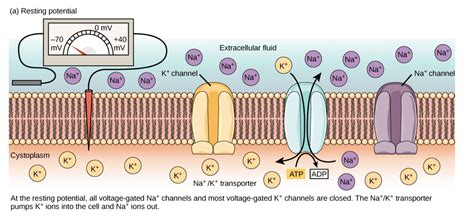 Image result for Negative Membrane Potential