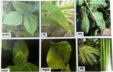 ओझोन आणि वनस्पती (Ozone and Plants) – मराठी विश्वकोश