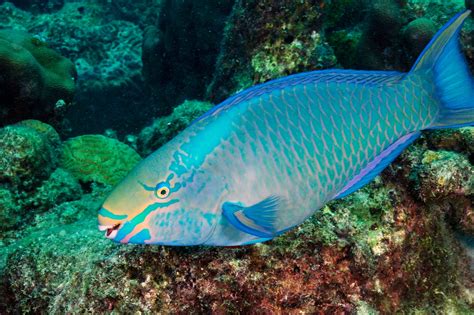 How Do Fish Play: The Surprising Truth Under The Sea