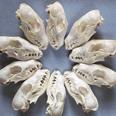 Buy ZCZC Taxidermy Real Animal Skull, Animal Bones Real for Craft ...