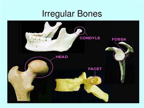 Image result for Skeletal Structural System