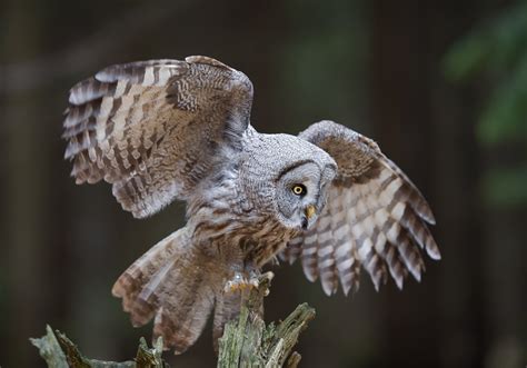 Owls In Oregon: 15 Species You May Want To Look For
