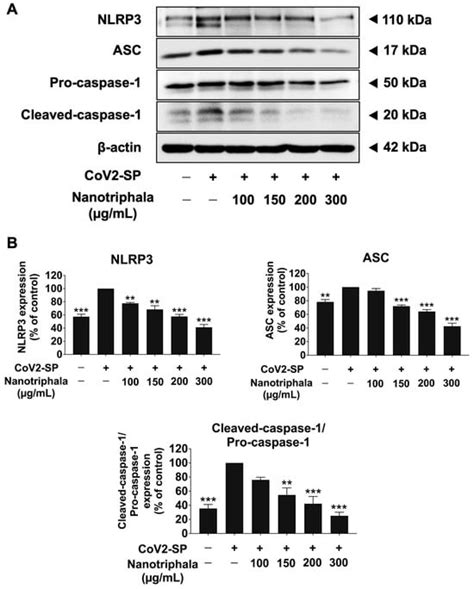 Inhibition of SARS-CoV-2-Induced NLRP3 Inflammasome-Mediated Lung Cell ...