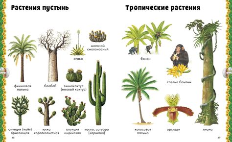 Смолоносные дикорастущие растения - 73 фото