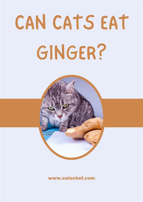 Can Cats Eat Ginger? Will It Make Her Lick Her Fingers?