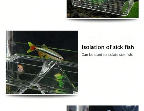 New Aquarium Peacock Fish Incubator Breeding Box Acrylic Isolation Box ...