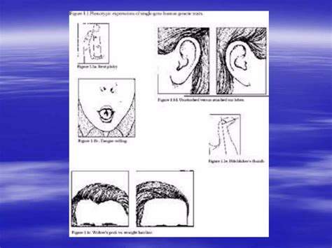 Genetics Examples 的图像结果