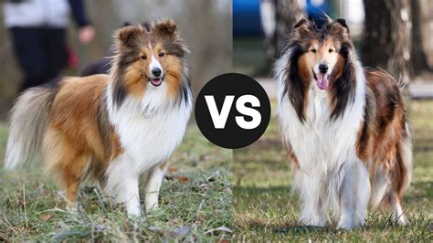 Shetland Sheepdog Vs. Rough Collie: Key Differences - Ethawi.com