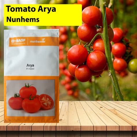 Nunhems Arya Tomato - 3000 SEEDS – Agriplex