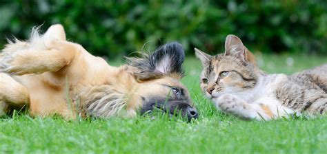 About Us | Sequoia & Woodburn Veterinary Clinics