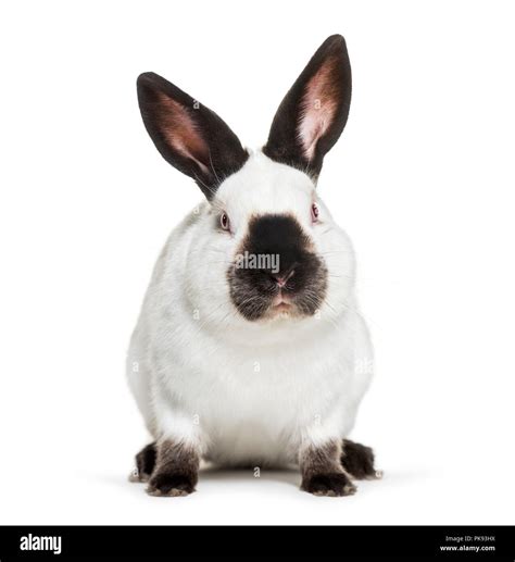 What Is Rabbit In Russian at Ellen Hannan blog