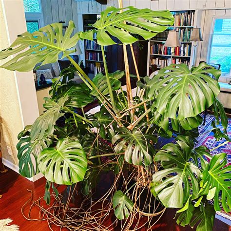 Best Monstera Deliciosa Soil: #1 Guide to 3 Top Recipes