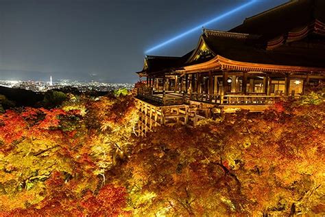Lightshow setzt goldenes Herbstlaub am Kiyomizudera-Tempel in Kyoto in ...