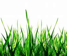 Image result for Spring Bunnies in Grass