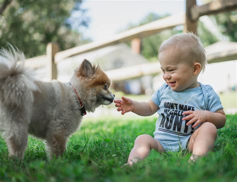 Are Dogs Like Babies? The Science Behind Our Deepest Bonds