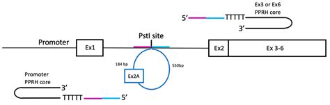Polypurine Reverse-Hoogsteen Hairpins as a Tool for Exon Skipping at ...