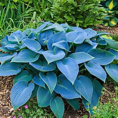 8 Easiest Hosta Varieties to Grow | The Family Handyman