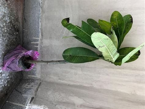 ROOKHRAJ PAUDHSHALA Goodluck Naag Champa Live Plant, Plumeria Live ...