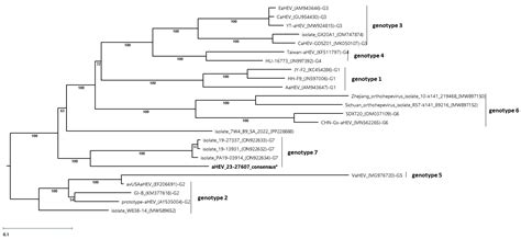 Identification of the Recently Described Avian Hepatitis E Genotype 7 ...