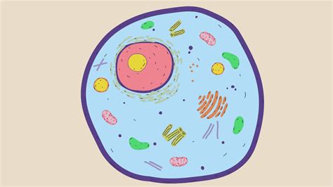 Who treats basal and squamous cell skin cancers?