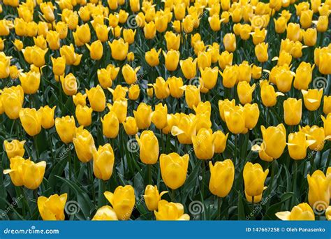 Beautiful Bouquet of Yellow Tulips. Tulip Symbol Spring Celebrate Stock ...