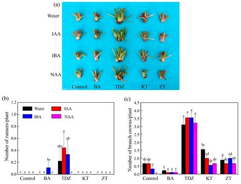 Foliar Thidiazuron Promotes the Growth of Axillary Buds in Strawberry