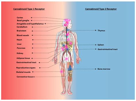 Cannabinoid Receptors: An Update on Cell Signaling, Pathophysiological ...
