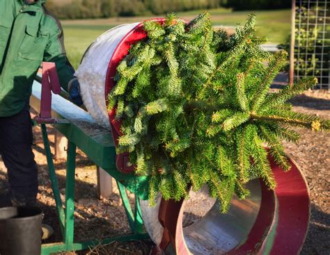 Landwirt im Stress: So geht es einem Christbaum-Bauern vor Weihnachten ...