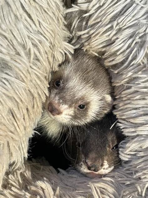 Frettchen Kleinanzeigen | Frettchen Annoncen | Frettchen Inserate ...