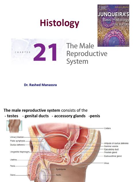 Image result for Male Reproduction System Textbook