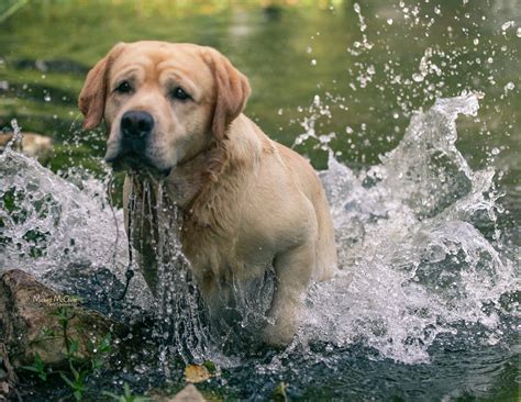 English Labrador Puppies | Seattle, WA | Smoky Mtn Labradors