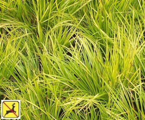 Acorus gramineus 'Minimus Aureus' shipped from Grower to your door