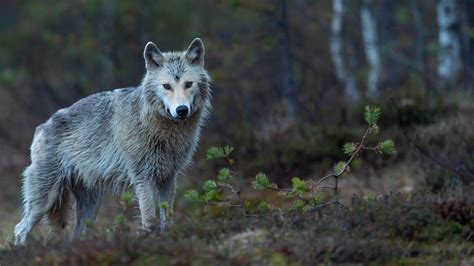 Download wallpaper 1920x1080 coyote, predator, forest, beast, wildlife ...