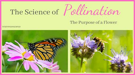 Image result for Function Science Experiments